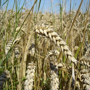 توصيات بالتوسع في زراعة القمح في مناطق أخرى بدلاً من صعيد مصر